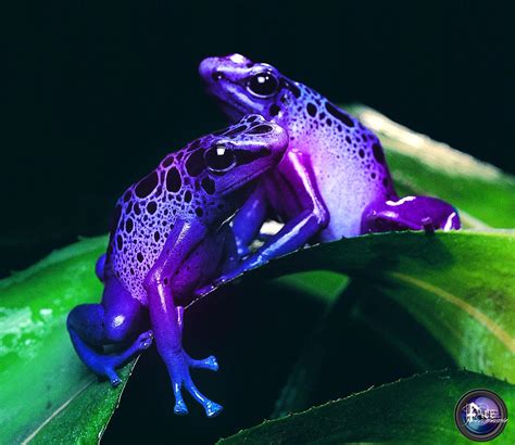 Colorful Frogs by facemultimedia on DeviantArt