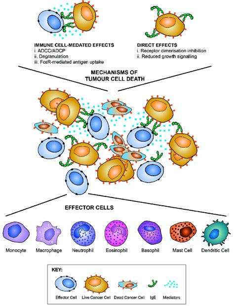 IgE functions against cancer cells. IgE can potentiate Fc-mediated ...