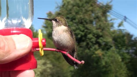 Hand-Feeding Flowers to Juvenile Hummingbirds - YouTube