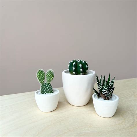 Felix Mini Succulent + Ceramic Planter Kit - Terrarosa | Handmade ...