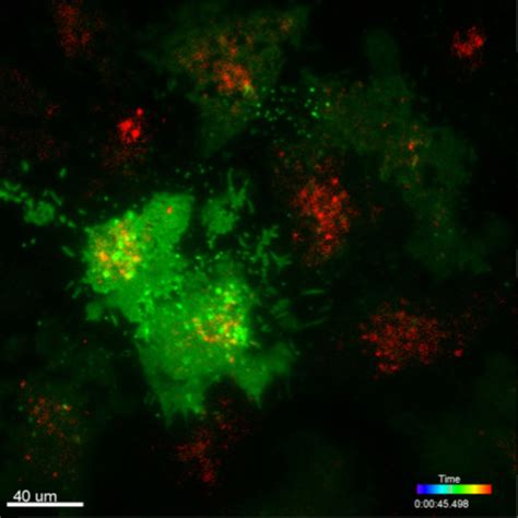 What are HeLa cells used for in cell biology studies- Oxford Instruments