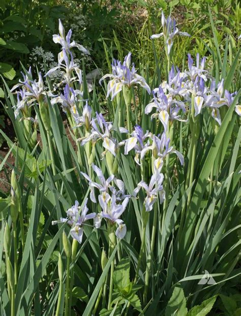 Wild Blue Iris (Iris missouriensis) | Applewood Seed Company