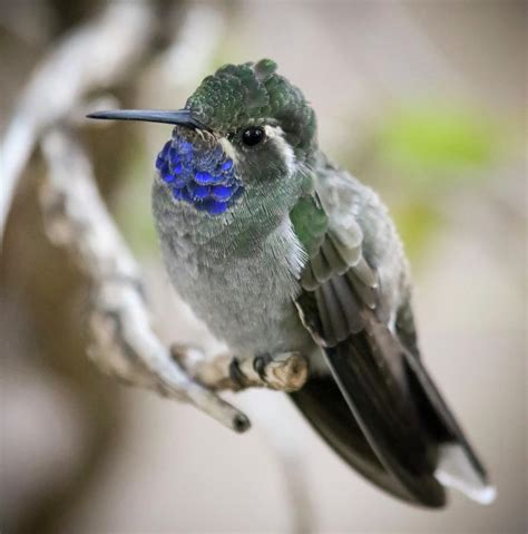 A Male Blue Throated Mountain Gem Hummingbird Photograph by Derrick Neill