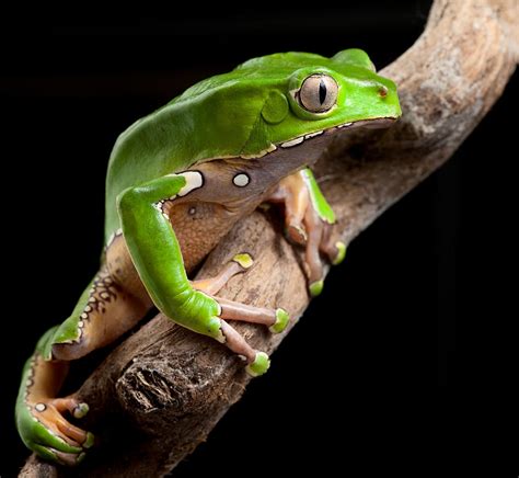 Green Tree Frog Amazon Rain Forest by Dirk Ercken