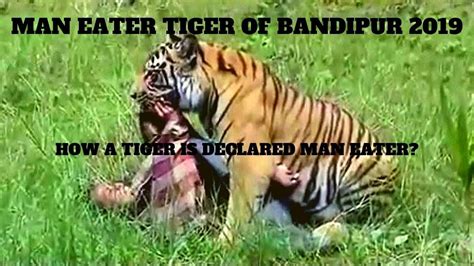 Man Eater Tiger of Bandipur National Park 2019 || Jungle Safari - YouTube