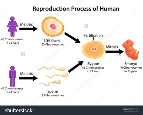 Education Chart of Biology for Reproduction Process of Human Diagram ...