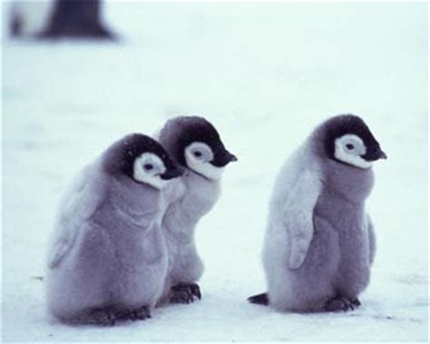 Funny Animals: Cute Baby Penguins