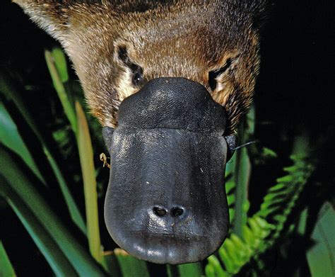 Platypus | San Diego Zoo Wildlife Explorers