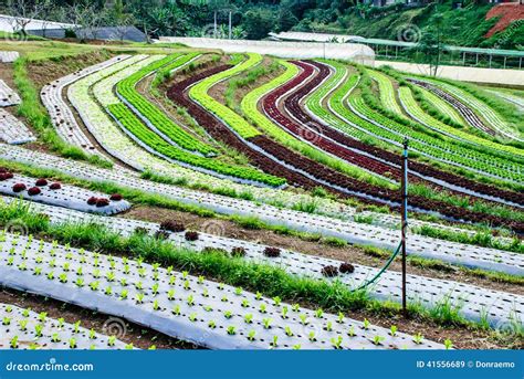 Terrace Farming stock image. Image of farm, crop, growth - 41556689