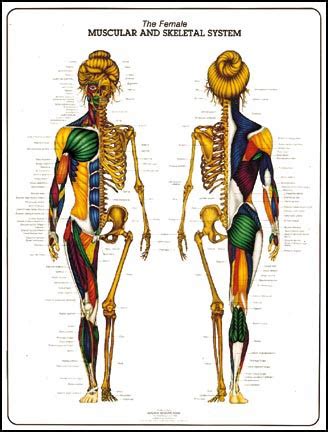 Female Muscular & Skeletal System Anatomy Poster - Clinical Charts and ...