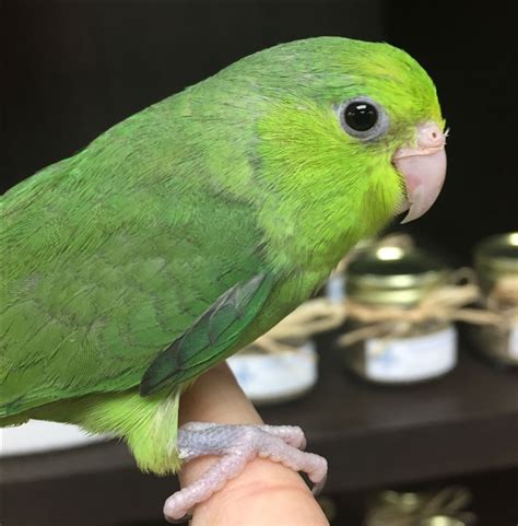 Parrotlet - Green - Female