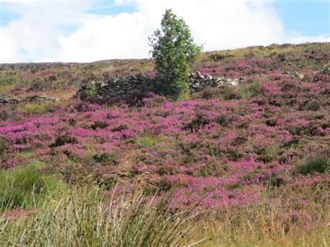 Scottish heather! | Natural landmarks, Scottish heather, Nature