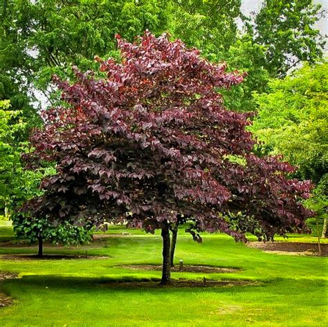 Forest Pansy Redbud Trees For Sale | The Tree Center