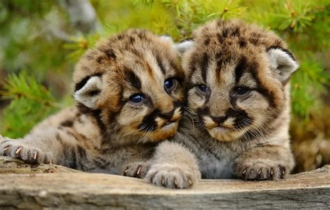 Wallpaper small, Puma, cubs, mountain lion, Cougar images for desktop ...