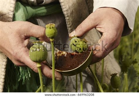 2 163 Opium Culture Images, Stock Photos & Vectors | Shutterstock