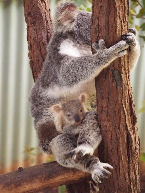 koala and baby in pouch | Koala bear, Koala, Bear