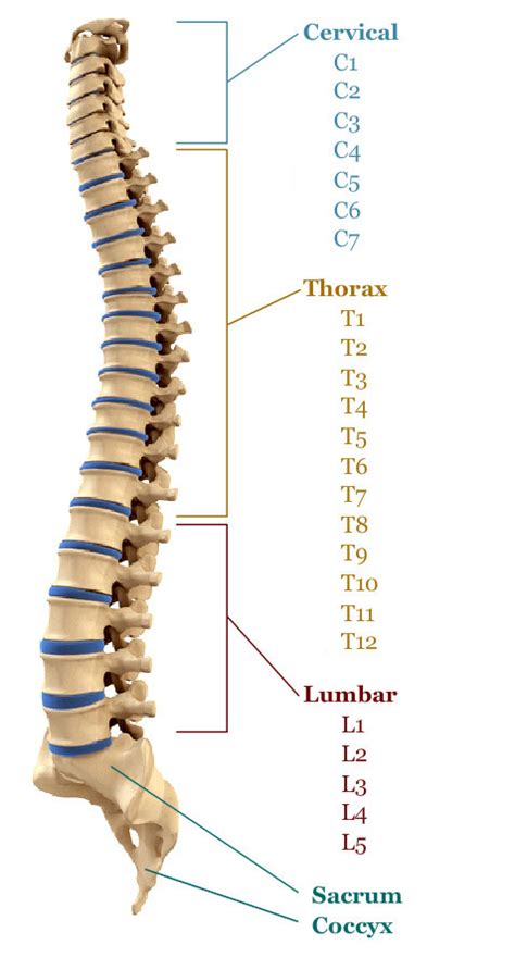 Spine Pain – Human + Nature Medical