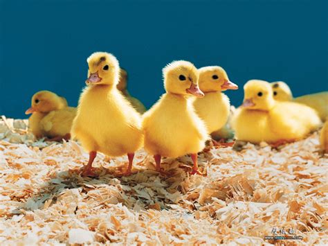 Farm Animals Collection - Domestic Animals Wallpaper (5356800) - Fanpop