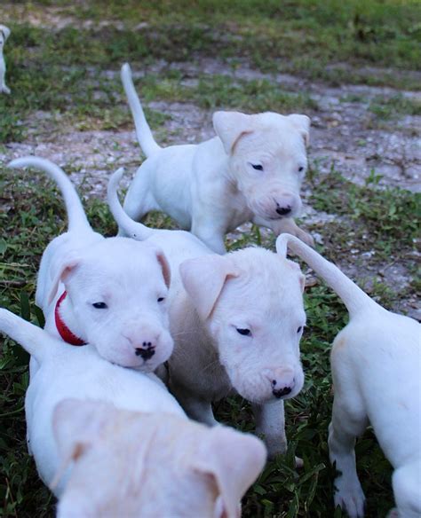 Blue -male UKC Dogo argentino pupper for sale near Loxahatchee, Florida | VIP Puppies