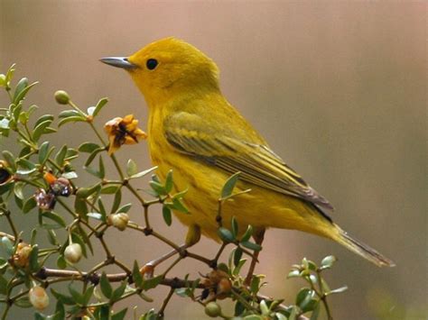 Zion National Park Wildlife - National Park Photographer