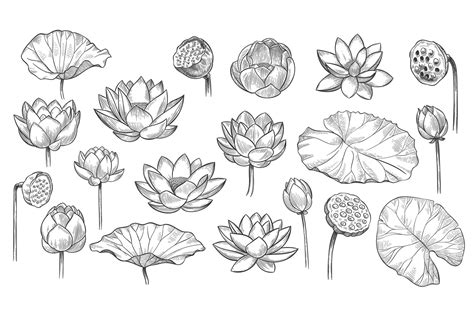 Lotus. Sketch floral composition lotus flowers and leaves, m (1028037) | Elements | Design Bundles