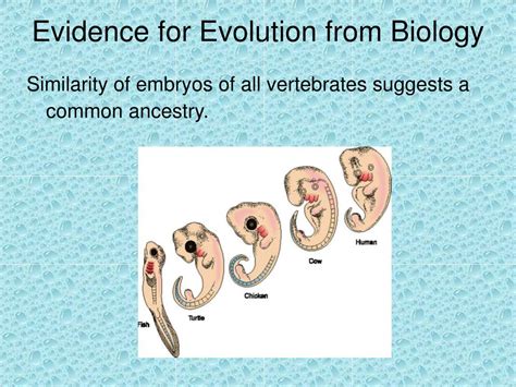 PPT - Evidence for Evolution PowerPoint Presentation, free download ...