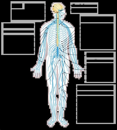 List of the nerves in the human body - Mobile Physiotherapy Clinic