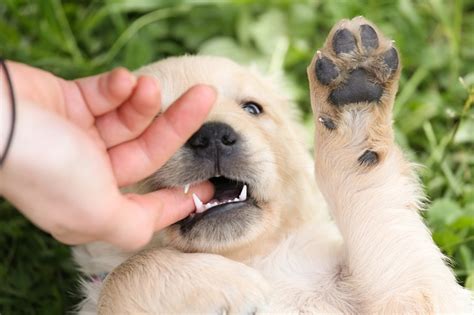 How to Get a Puppy Dog to Stop Biting | PetHelpful