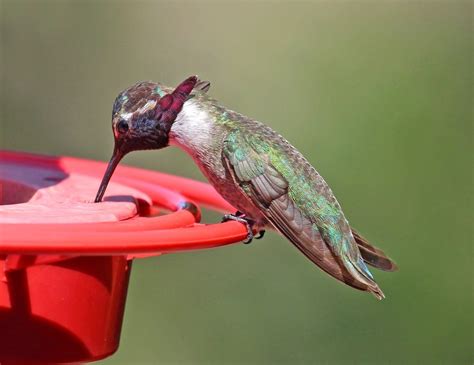 Costa's Hummingbird