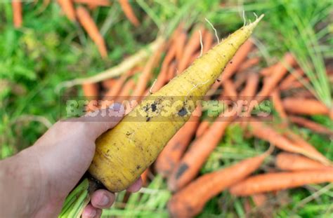 Yellow Carrots: The Best Varieties - Best Landscape Ideas