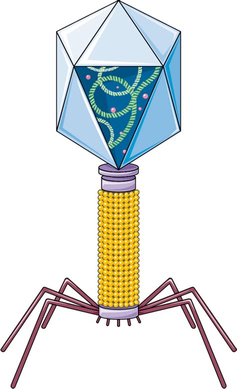 Bacteriophage Structure Diagram | Quizlet