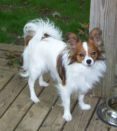 Dog Breed Directory: Papillon Dog Breed