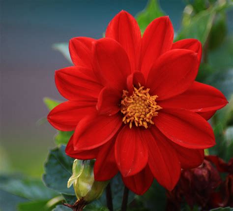 Awesome Red Dahlia. :) - PentaxForums.com