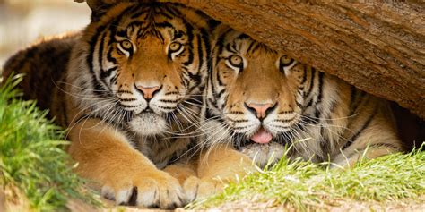 A Tiger Conservation Status Update from India