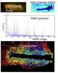 mass-spectrometry-imaging – EcoFAB