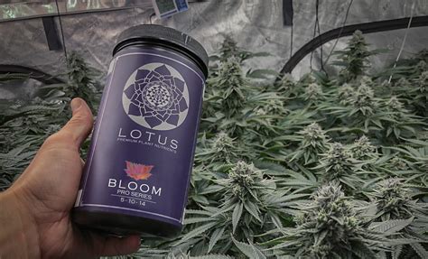 Lotus Nutrients Wins Best Cannabis Nutrients Award From High Times