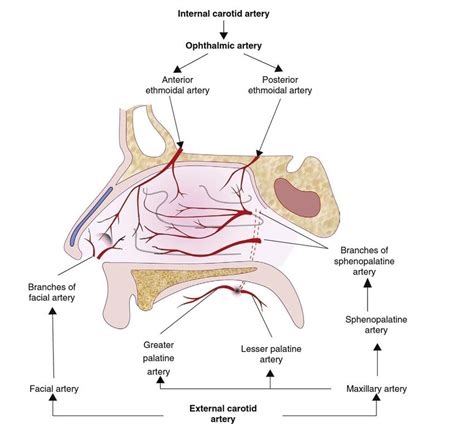 Blood supply of nose Little's Area Little's area is situated in the ...