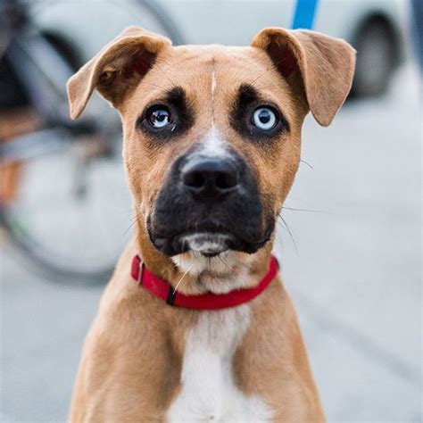 Lucky, Boxer & Husky mix Pic By: @thedogist | Boxer dogs, Dog trends ...