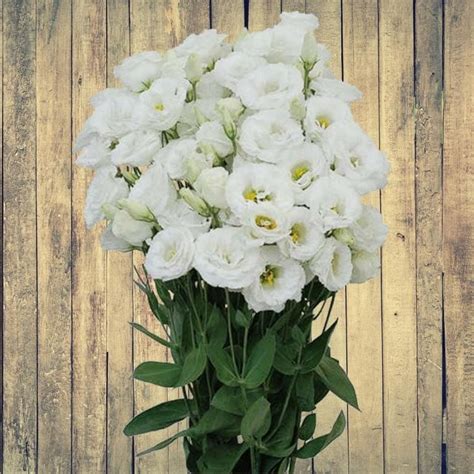 Lisianthus Seeds, Pure White, Flower Seeds#182 – Rooted Retreat