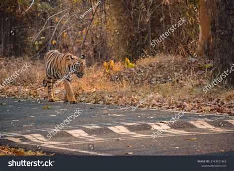 788 Nagpur Animals Images, Stock Photos & Vectors | Shutterstock