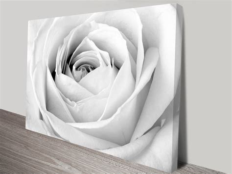 Graceful White Rose Flowers Wall Art | Blue Horizon Prints Australia