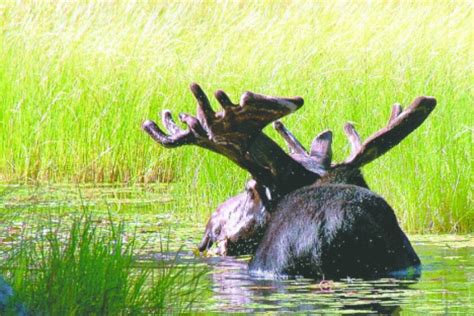 Minnesota scales back moose hunt - Duluth News Tribune | News, weather ...