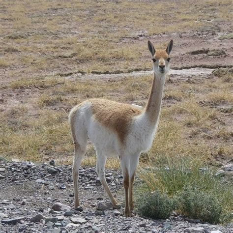 Lạc đà Vicuña – Wikipedia tiếng Việt