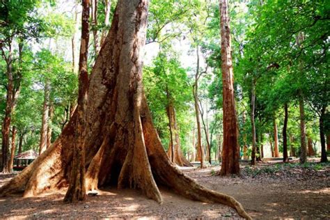 Discover the History and Uses of Teak