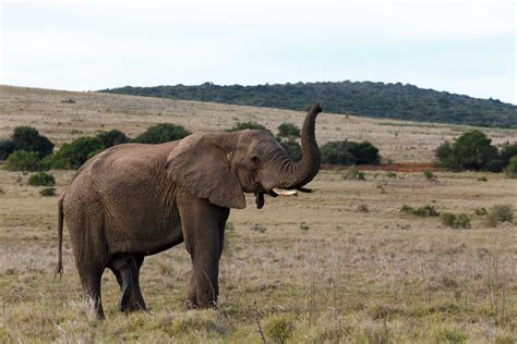 Bush Elephant with his trunk up in the air Bush Elephant standing proud ...