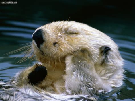 ENCYCLOPEDIA OF ANIMAL FACTS AND PICTURES: OTTER