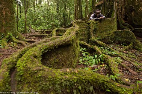 10 Of The World's Oldest Forests | tentree® | Forest, Kenya, Travel bugs