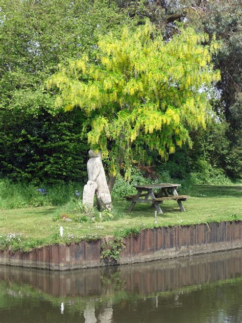 Carving, Bench & Laburnum Tree © Des Blenkinsopp :: Geograph Britain ...