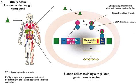 Progress and Potential for Gene-Based Medicines: Molecular Therapy