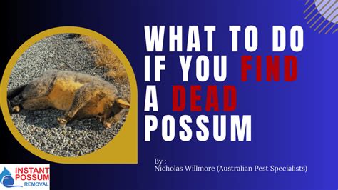 What Does Possum Poop Look Like - Instant Possum Removal